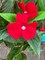 2pcs Artificial Impatiens Bouquet Fake Outdoor Flowers Impatiens Plants Decor Indoor Planters Balcony Decorations, Red